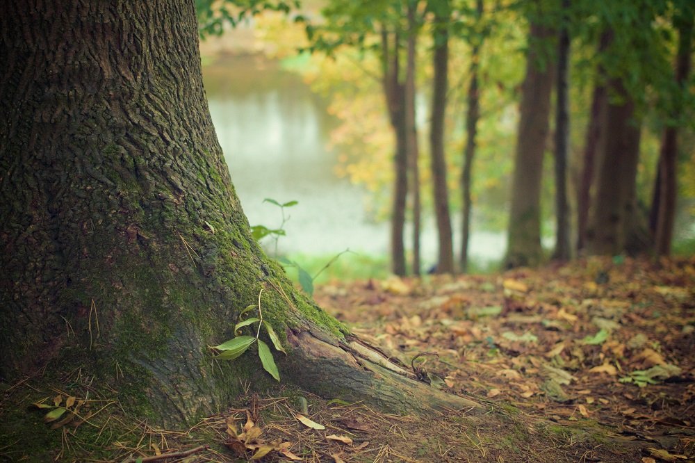 What is a Green Burial?